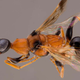 Illustration for article titled Zombie Cockroaches Are Real, and This Wasp Controls Them